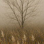 The Witness Tree