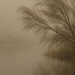 The Shoreline, the Rain, the Whisper
