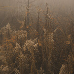 Lying in the Tall Grass