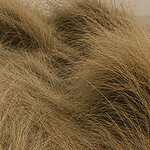 Fur and Feathers